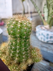 Trichocereeae
