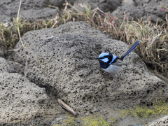 Malurus cyaneus cyaneus