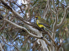 Platycercus caledonicus