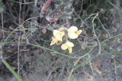 Rhynchosia caribaea