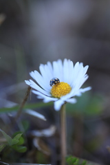 Coccinula quatuordecimpustulata
