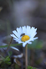 Coccinula quatuordecimpustulata