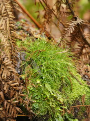 Carex austrotenella