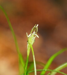 Carex austrotenella