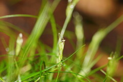 Carex austrotenella