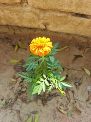 Tagetes erecta
