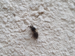 Simuliidae
