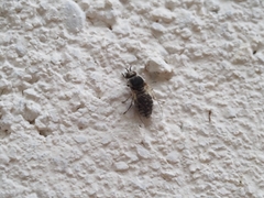 Simuliidae