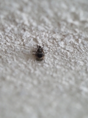 Simuliidae