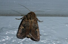 Proteuxoa tetronycha