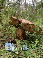 Phlebopus marginatus