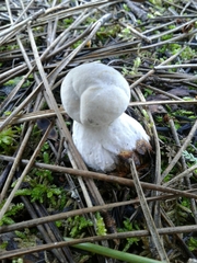 Hypomyces chrysospermus