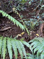 Dryopteris fuscoatra