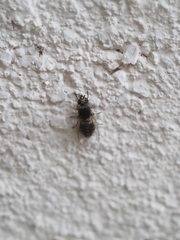 Simuliidae