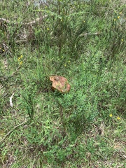 Phlebopus marginatus