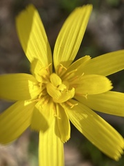 Microseris