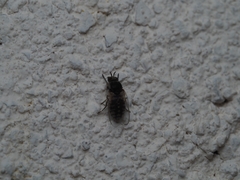 Simuliidae