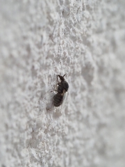 Simuliidae
