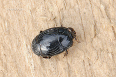 Histerinae