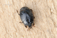 Histerinae