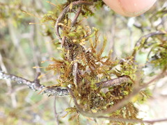 Orthotrichaceae