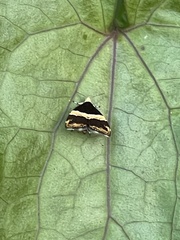 Choreutis basalis