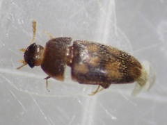 Litargus vestitus