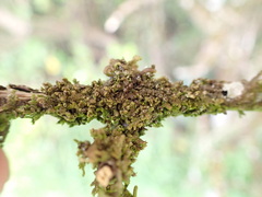 Frullania patula