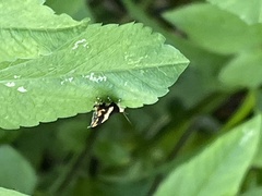 Choreutis basalis