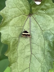 Choreutis basalis