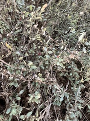 Atriplex semibaccata