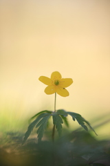Anemonoides ranunculoides