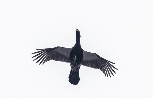 Urogallo común (Tetrao urogallus)