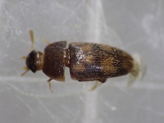 Litargus vestitus