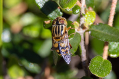 Eristalinus punctulatus