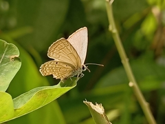 Luthrodes pandava