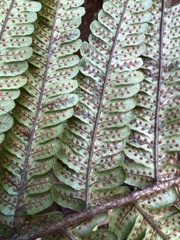 Dryopteris fuscoatra