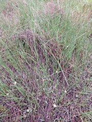 Schoenoplectus decipiens