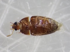 Litargus vestitus