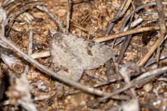 Dichromodes anelictis