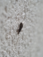 Coniopterygidae