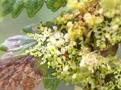 Siphonolejeunea nudipes