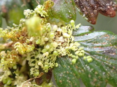 Siphonolejeunea nudipes