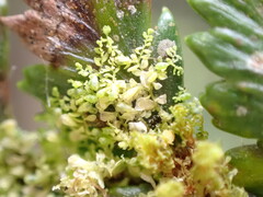 Siphonolejeunea nudipes