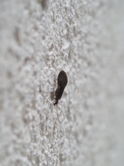 Coniopterygidae