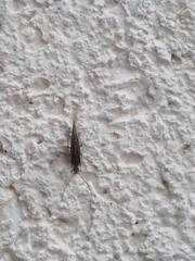 Coniopterygidae