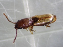 Laemophloeidae