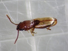 Laemophloeidae