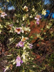 Eremophila sturtii