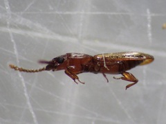 Laemophloeidae